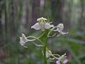 Platanthera chlorantha 